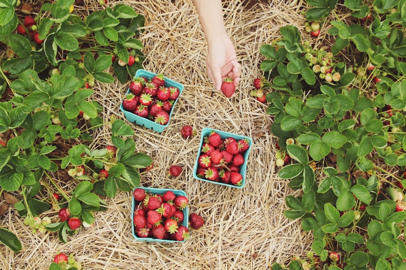 Live Earth Farm