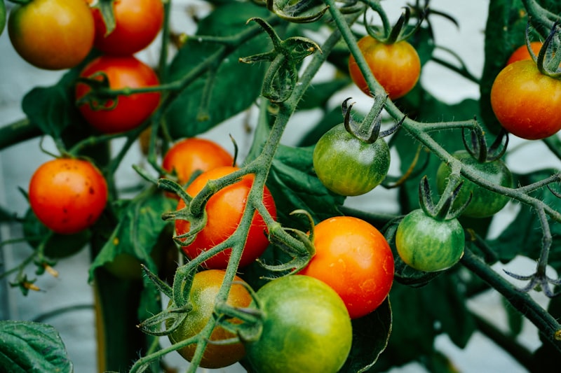 Swanton Berry Farm - Image 3
